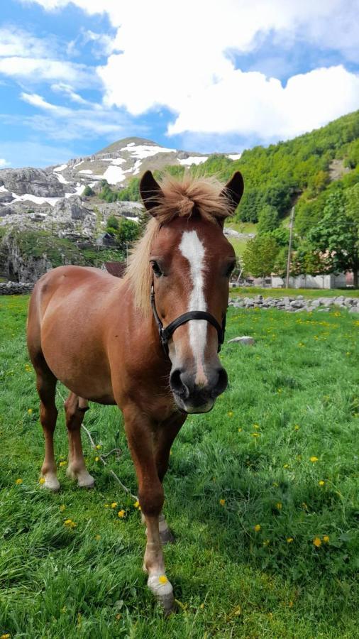 Katun Mokra Accommodation & Horseback Riding พอดโกริกา ภายนอก รูปภาพ